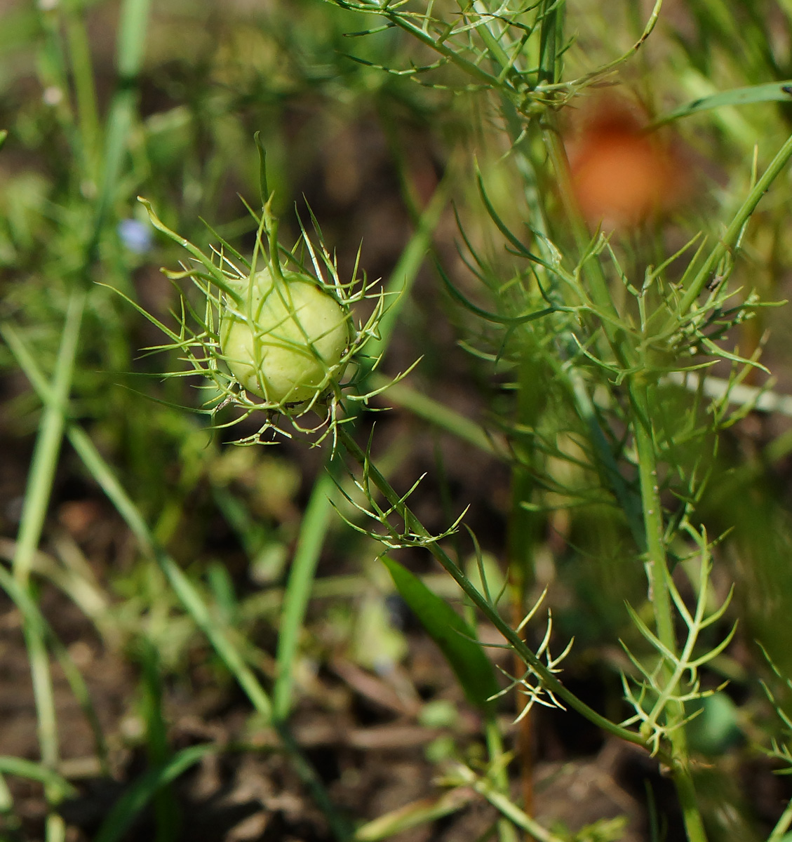 Изображение особи Nigella damascena.