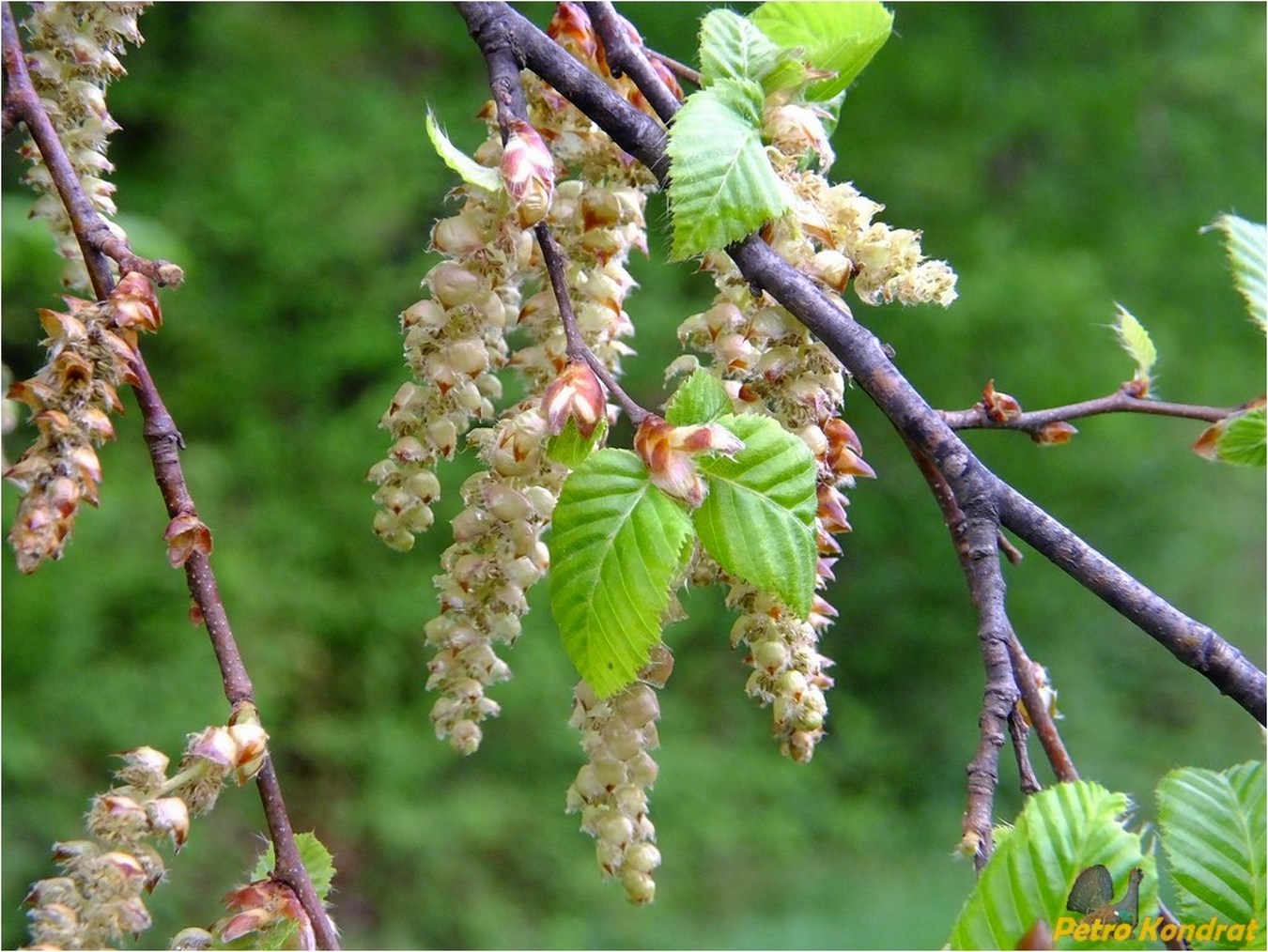 Изображение особи Carpinus betulus.