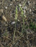 Ornithogalum pyrenaicum. Цветущие растения (высота около 20 см). Крым, томилляр близ водосброса Симферопольского вдхр. 13 мая 2010 г.