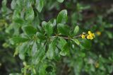 Berberis vulgaris. Верхушка цветущей ветви. Грузия, Боржоми-Харагаульский национальный парк, дно долины руч. Квабисхеви, ≈ 1000 м н.у.м, берег ручья. 26.05.2018.