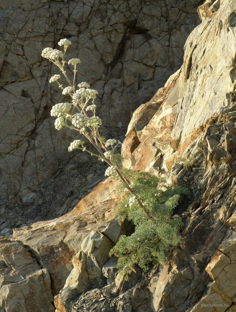 Image of Seseli ponticum specimen.