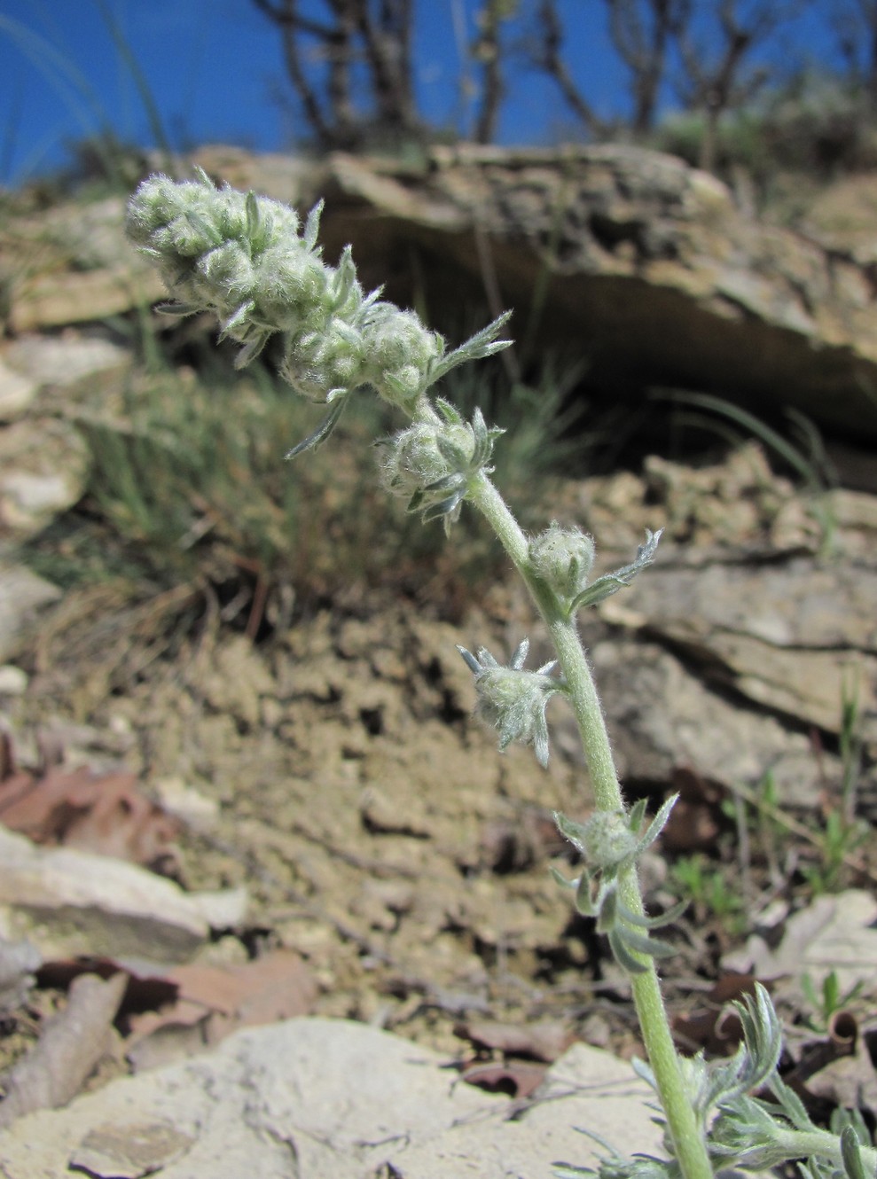 Изображение особи Artemisia caucasica.