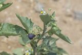 Solanum nigrum