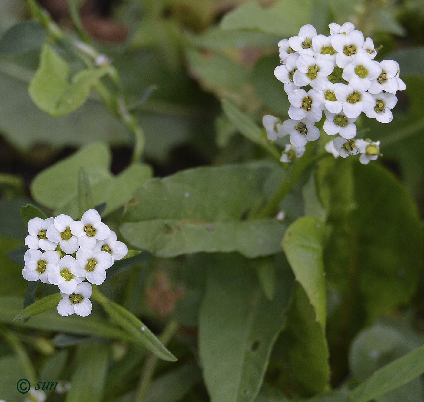 Изображение особи Lobularia maritima.