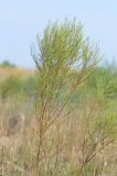 Artemisia arenaria