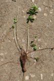 Potentilla erecta