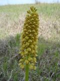 Orchis punctulata