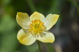 Anemonastrum speciosum