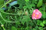 Eschscholzia californica. Распускающийся цветок и листья. Камчатский край, Елизовский р-н, СНТ \"Мечта\", садовый участок, клумба, в культуре. 17.08.2022.