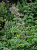 Aralia cordata