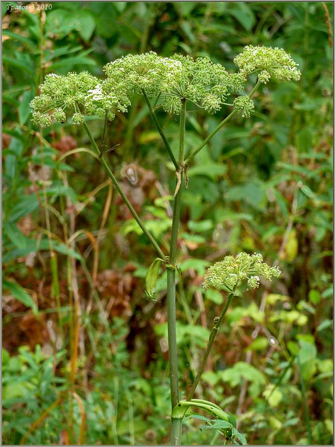 Изображение особи Angelica sylvestris.