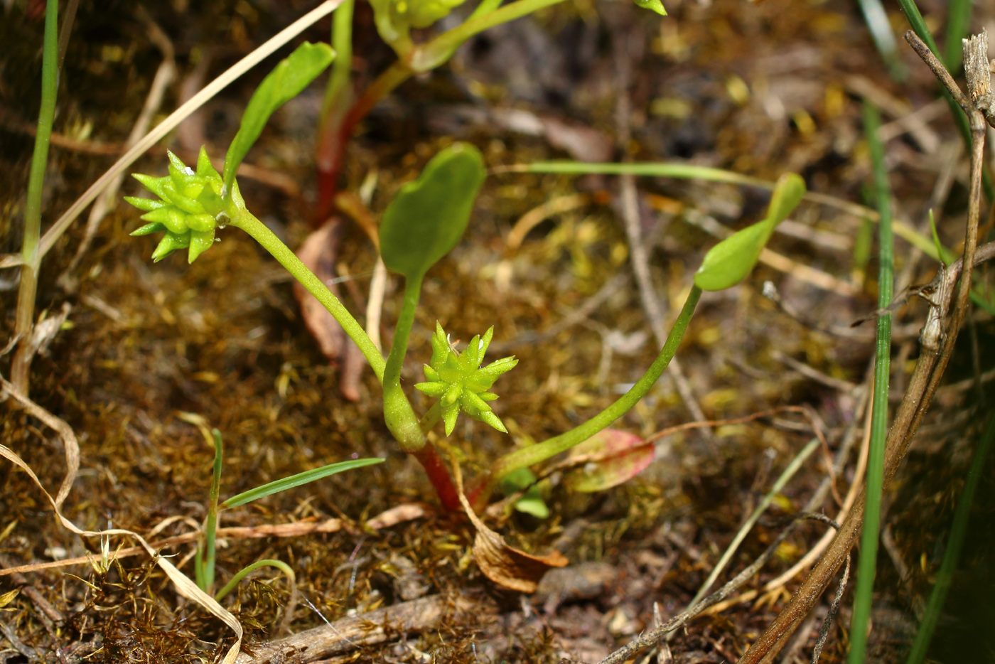 Изображение особи Buschia lateriflora.