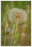 Tragopogon pratensis