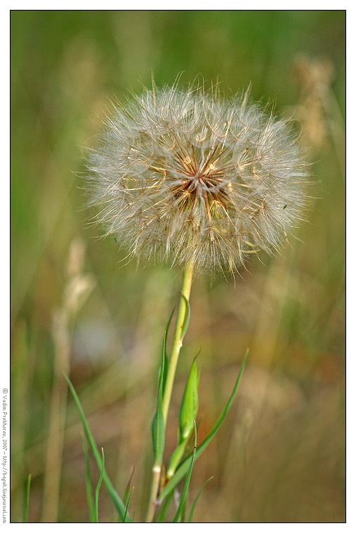 Image of Tragopogon pratensis specimen.