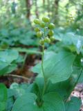 Maianthemum bifolium