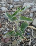 Atriplex aucheri