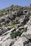 Rheum cordatum. Зацветающее растение. Южный Казахстан, хр. Боролдайтау, гора Нурбай; 1100 м н.у.м. 23.04.2012.