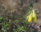 Onosma caucasica