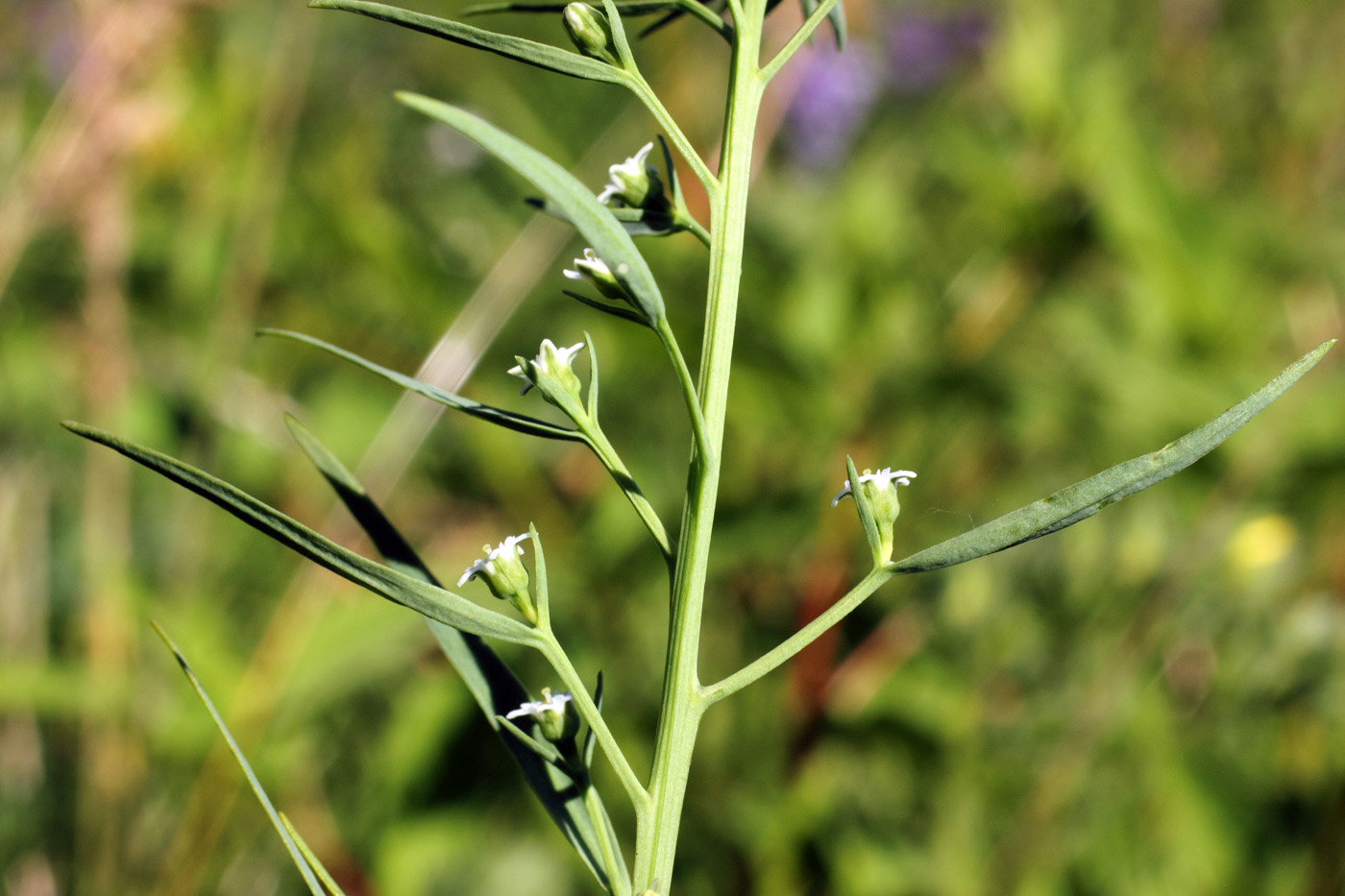 Изображение особи Thesium ramosum.