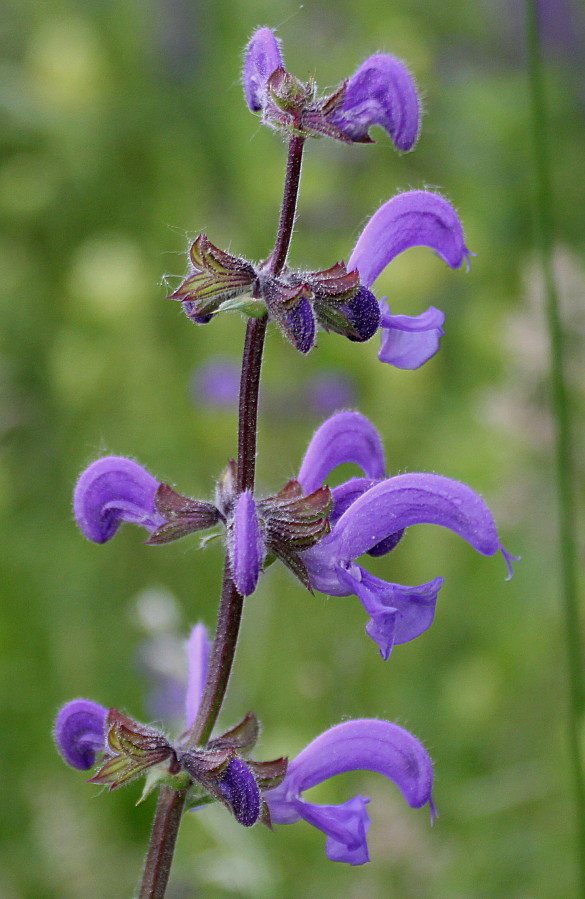 Image of Salvia stepposa specimen.