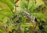 Clematis heracleifolia. Верхушка побега с плодами. Украина, Киев, Национальный ботанический сад. 24.10.2012.