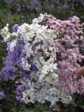 Limonium gmelinii. Соцветия (различные хроматические формы). Алтайский край, Баевский р-н, окр. с. Баево, левый берег р. Кулунда, пойменный солончаковый луг. 21 июля 2011 г.