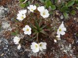 Claytonia acutifolia. Цветущее растение в лишайниковой тундре. Чукотский автономный округ, Чукотский р-н, окр. села Лорино. 26 июня 2013 г.