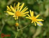 Senecio erucifolius