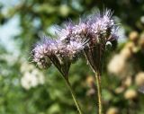 Phacelia tanacetifolia