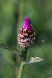 Centaurea jacea