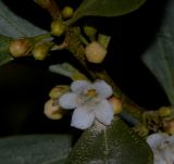 Myoporum boninense