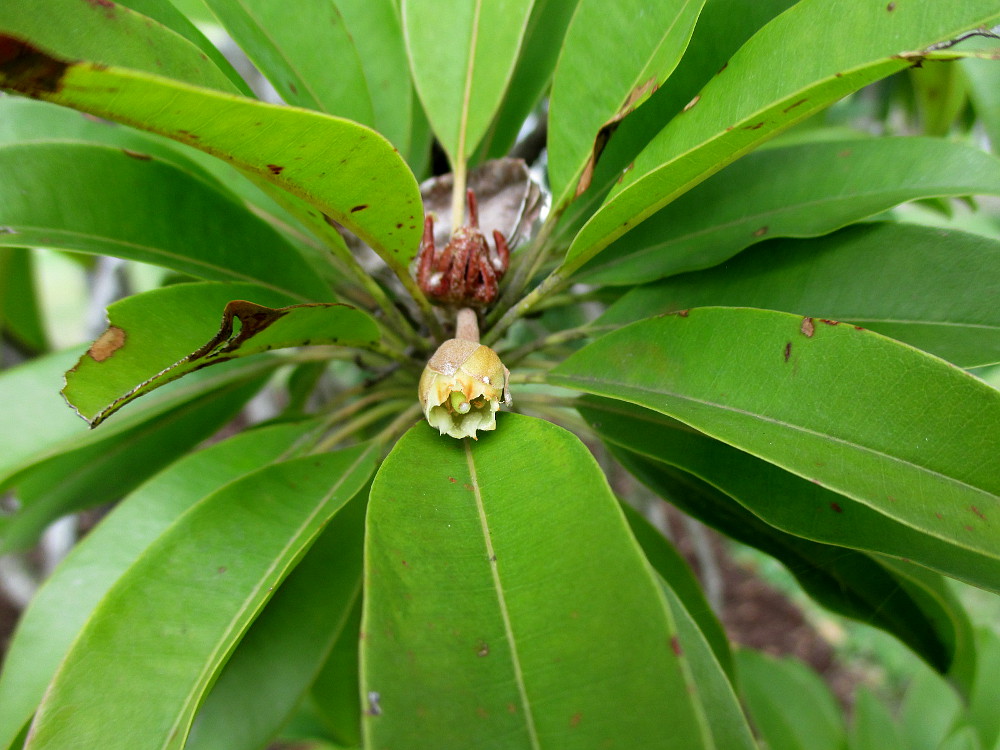 Image of Manilkara zapota specimen.