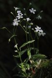 Cerastium pauciflorum. Цветущее растение. Бурятия, Байкальский заповедник, средняя часть северного склона хр. Хамар-Дабан, водораздел рек Осиновка и Ушаковка, темнохвойная тайга. 10.07.2013.