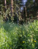 Deschampsia cespitosa