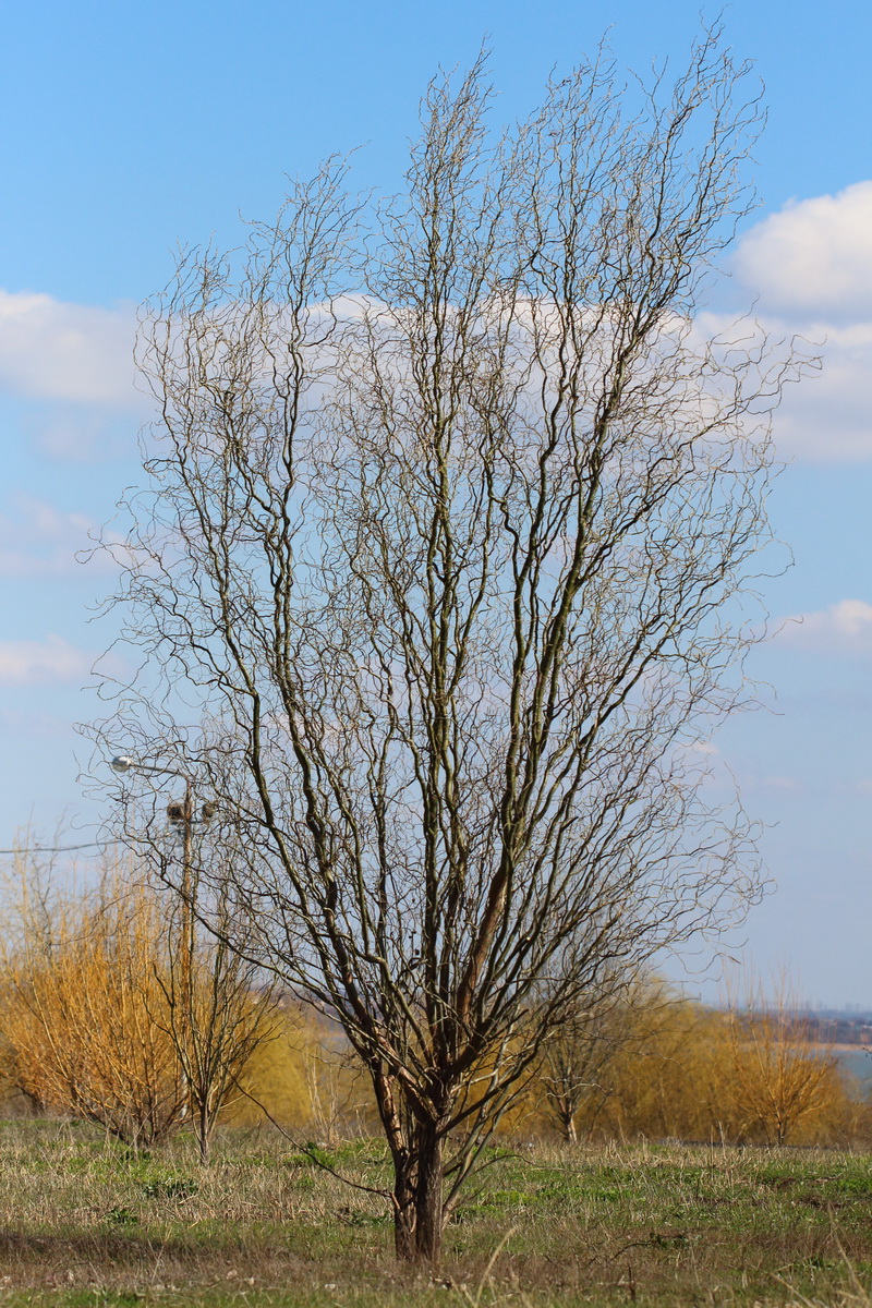 Изображение особи Salix matsudana.