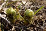 Adonis vernalis