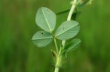 Trifolium campestre