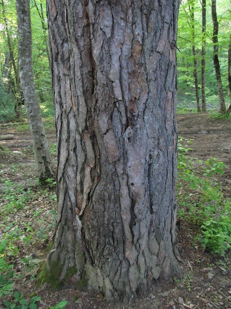 Изображение особи Pinus sylvestris ssp. hamata.