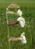 Silene dichotoma. Верхушка соцветия мужского растения. Крым, Симферопольский р-н, окр. пос. Давыдовка, край поля. 1 июня 2017 г.