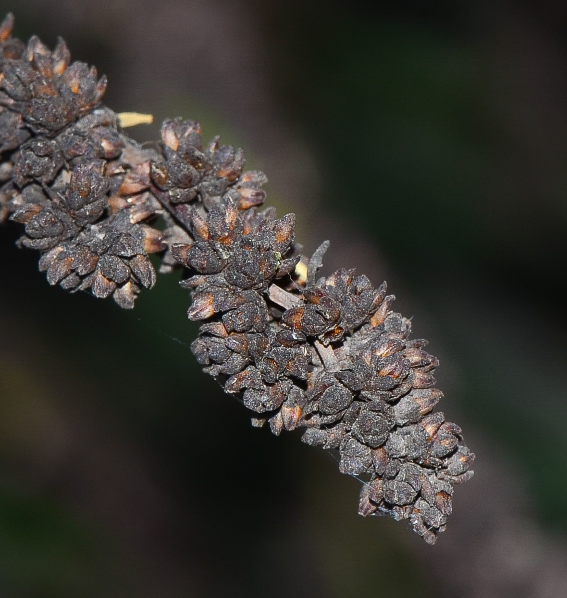 Изображение особи Elegia tectorum.