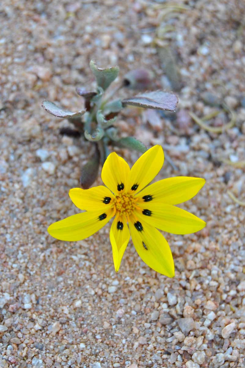 Изображение особи Gazania lichtensteinii.