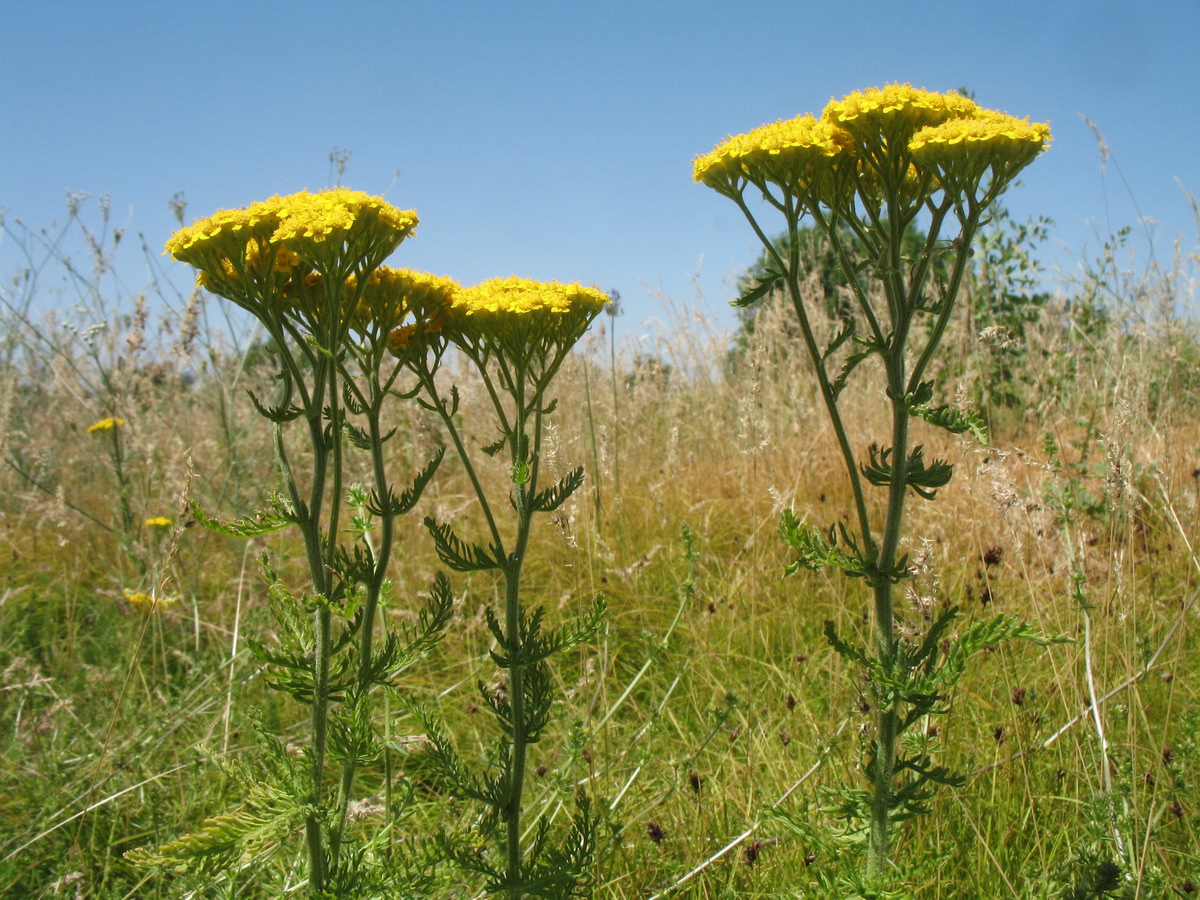 Image of Achillea arabica specimen.