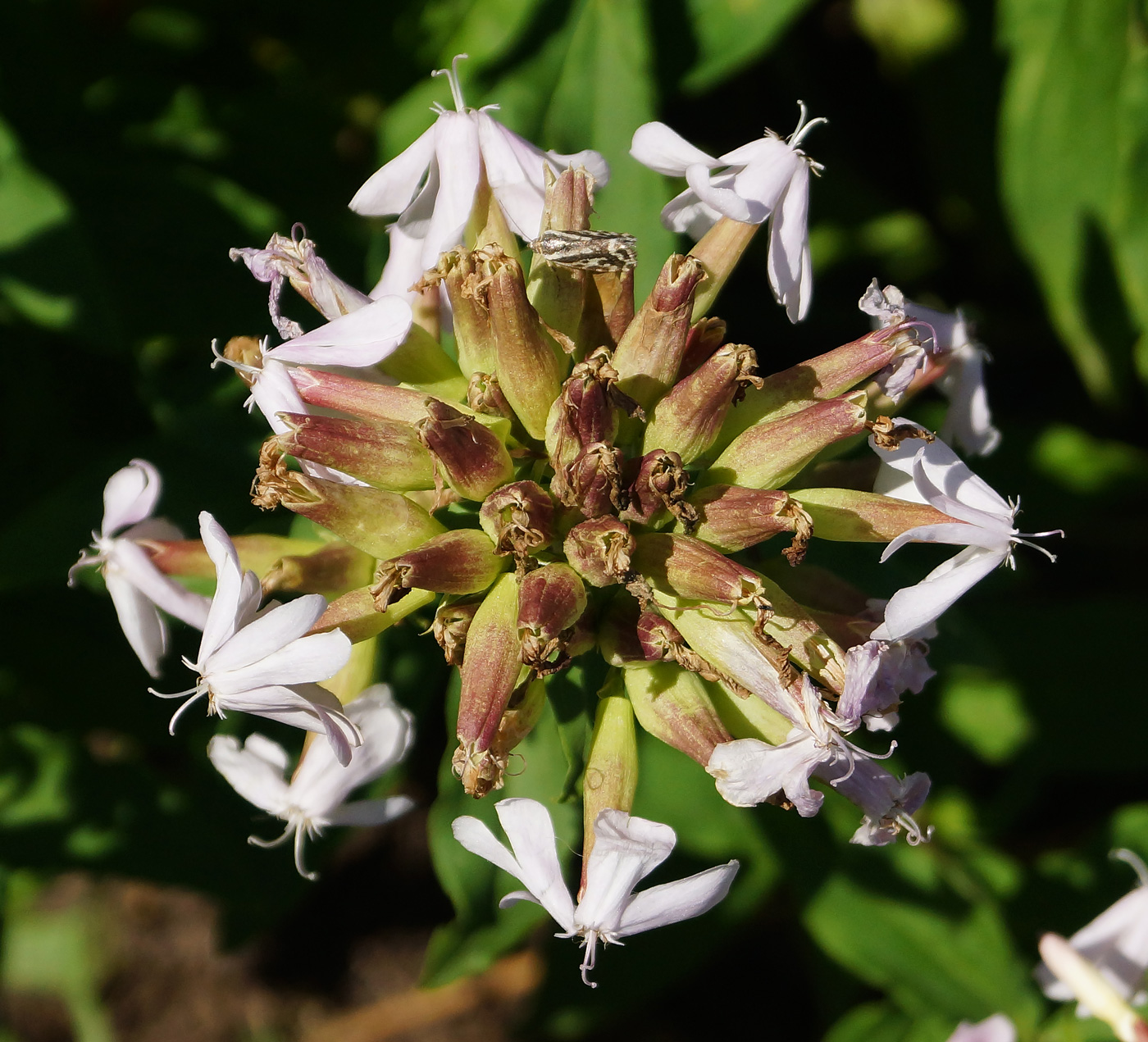 Изображение особи Saponaria officinalis.