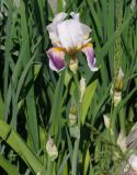 Iris × hybrida. Верхушки побегов с бутонами и цветком. Восточный Казахстан, г. Усть-Каменогорск, Архитектурно-ландшафтный музей-заповедник, в культуре. 21.05.2017.