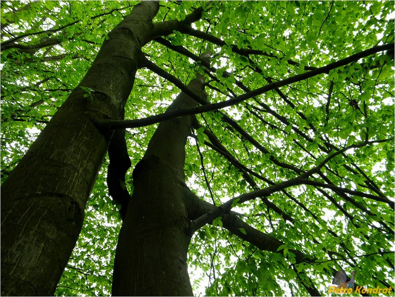 Изображение особи Carpinus betulus.