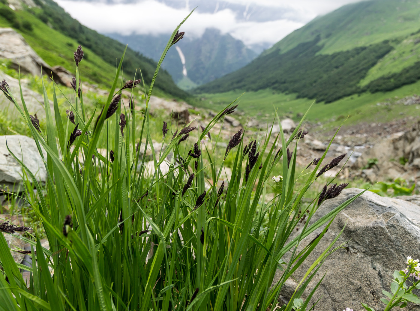 Изображение особи Carex medwedewii.