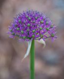 Allium wallichii. Соцветие. Санкт-Петербург, ботанический сад БИН РАН им. В. Л. Комарова. 16.08.2018.