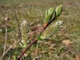 Salix repens. Верхушка побега с пестичными соцветиями. Нидерланды, провинция Drenthe, окр. дер. Yde, заказник Hondstong, заболоченный луг. 18 апреля 2010 г.