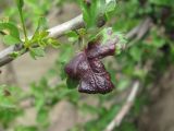 Crataegus pallasii