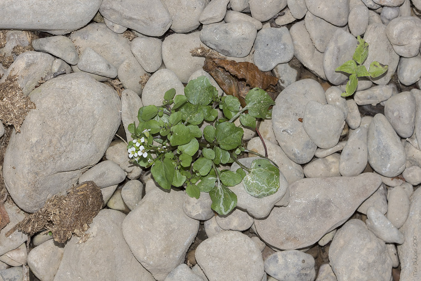 Изображение особи Nasturtium officinale.